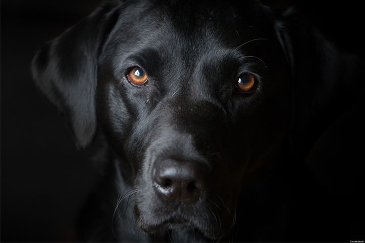 Black Labrador eyes