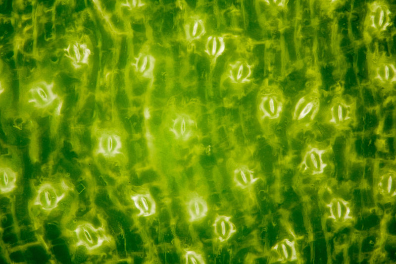 Stomata in leaf (stock image).